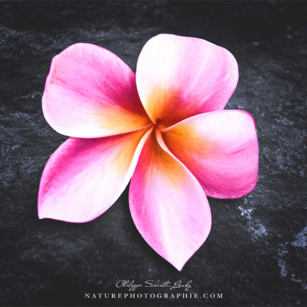 Awakening Flower Fleur de frangipanier rouge