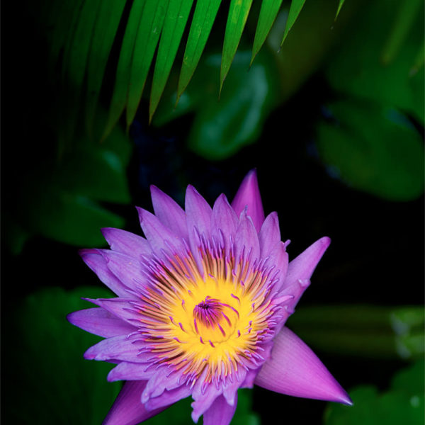 Beautiful Melody Nénuphar du Laos