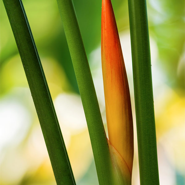 Color Lines Fleur du Laos