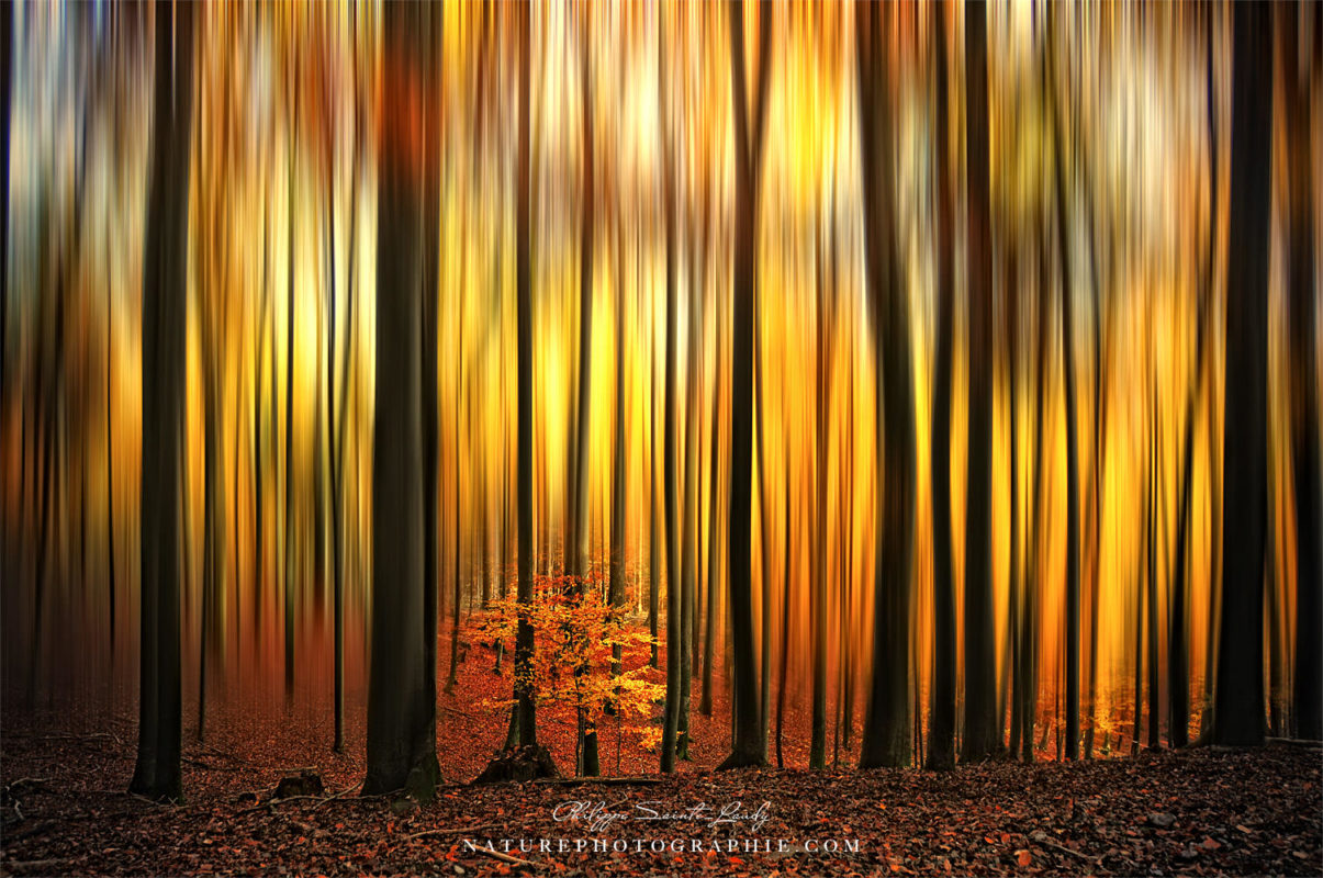 Flou directionnel sur une forêt en automne