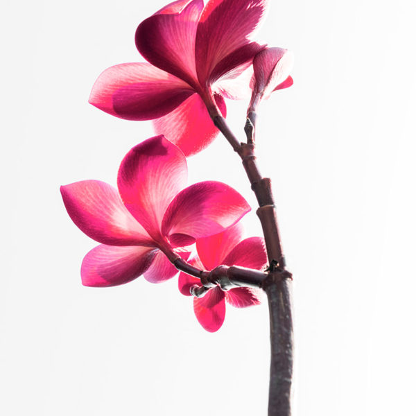 Prelude to a Kiss Frangipanier sur fond blanc