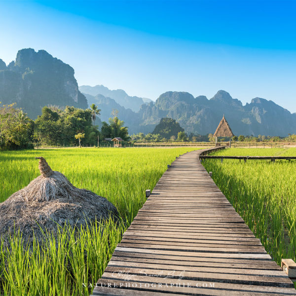 Rice field of Laos Au milieu des rizières de Vang Vieng