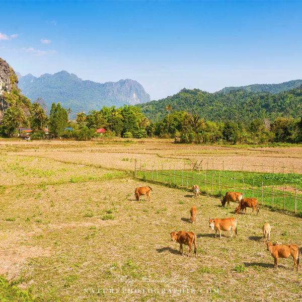 Rythm of Life Campagne et rizières au Laos