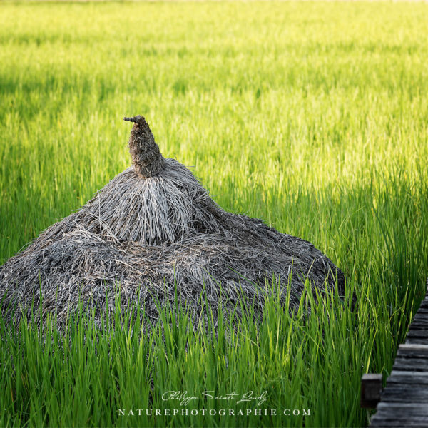Straw Hat Paquet de paille au bord d'une rizière au Laos