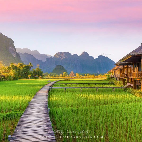 Today, Tomorrow, Forever Rizière verte à Vang Vieng au Laos