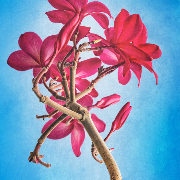 Turned to the Sky Fleurs de frangipanier