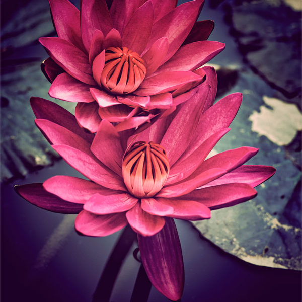 Universal Language Fleurs de nénuphar