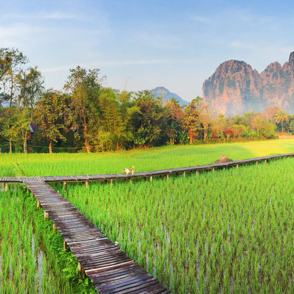 Vang Vieng Panorama Rizière à Vang Vieng