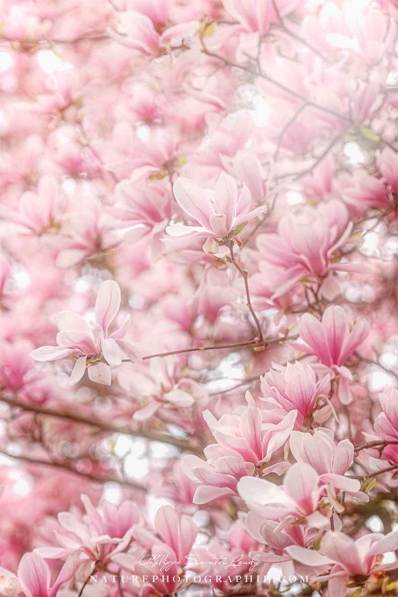 Fleurs de magnolias