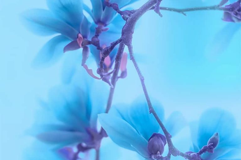 Magnolias Blues