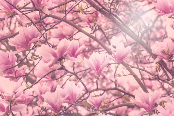 Magnolias en fleurs