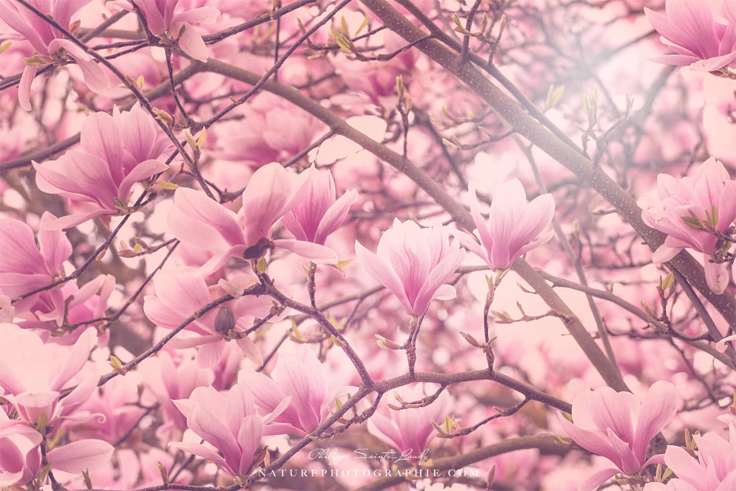 Magnolias en fleurs