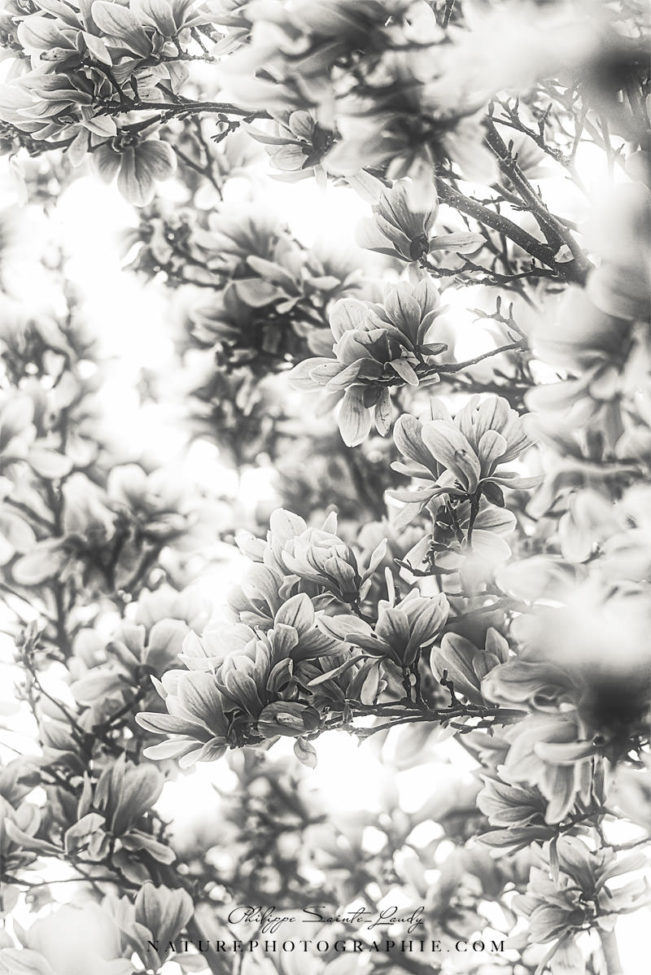 Magnolias en noir et blanc