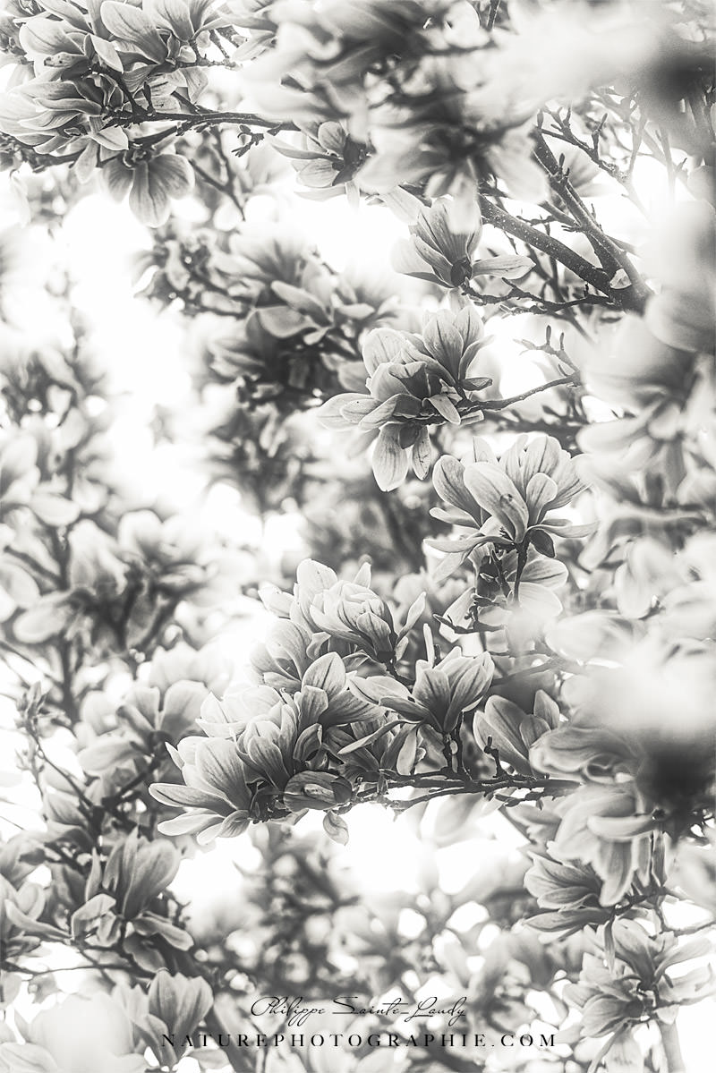 Magnolias en noir et blanc