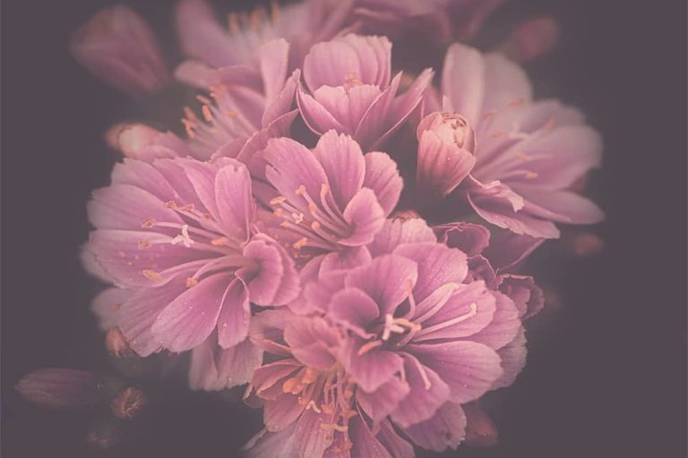 The Colour Of Joy