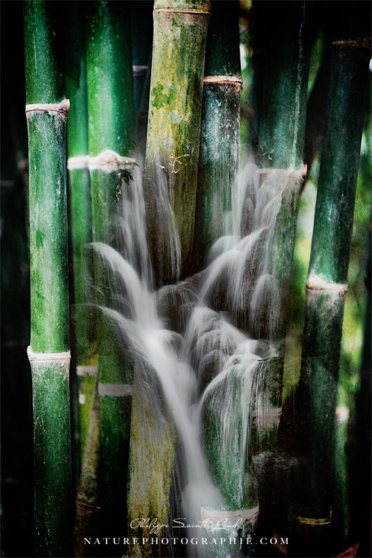 Wet bamboos