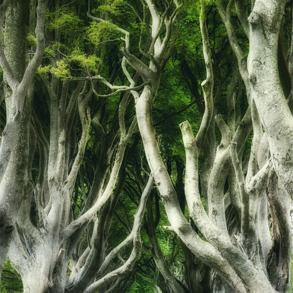 Dark Hedges - Ballymoney