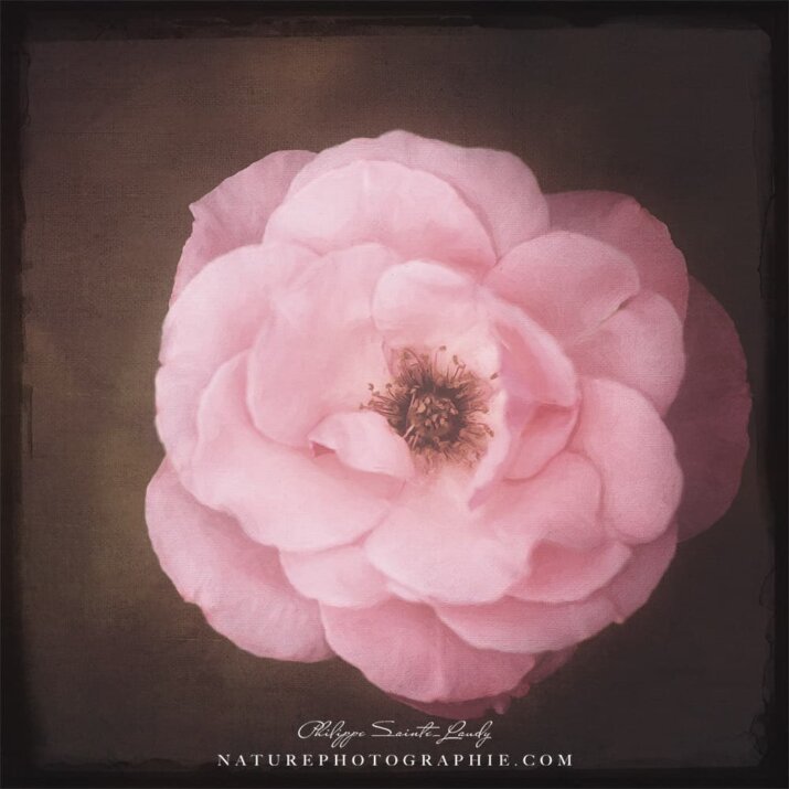 Rose avec une texture photo