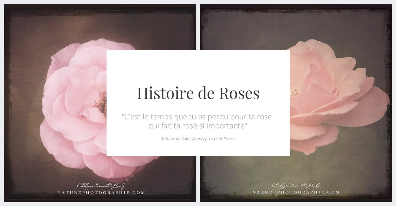 Histoire de Roses