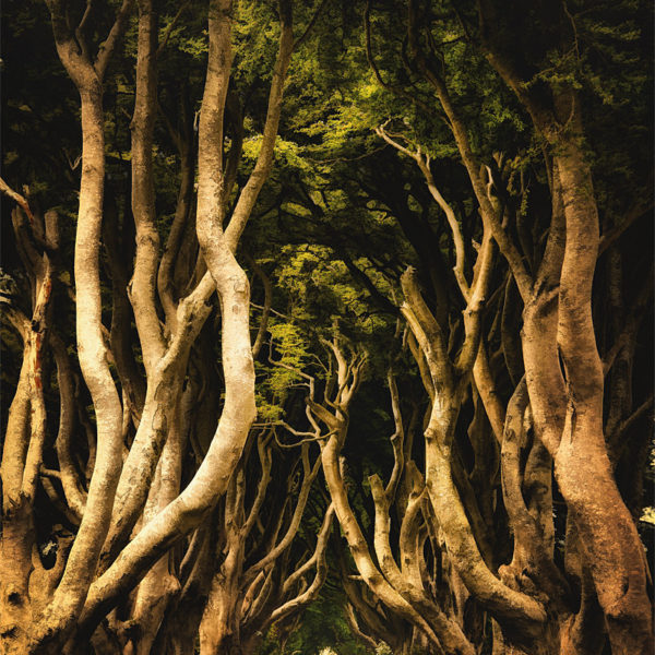 Dark Hedges - Irlande