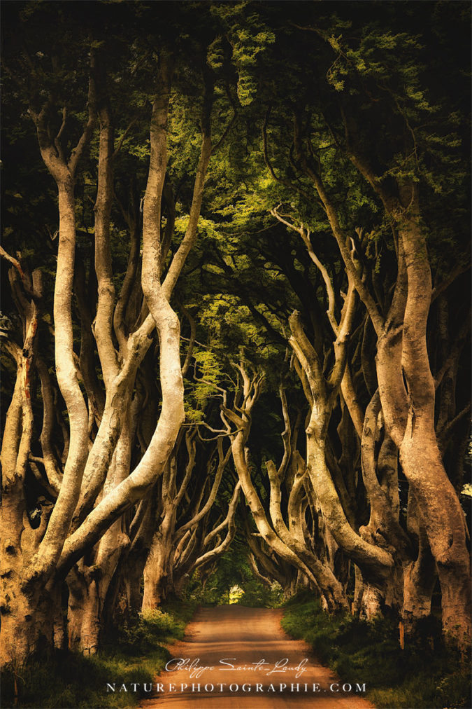 Inner Obsession Dark Hedges - Irlande