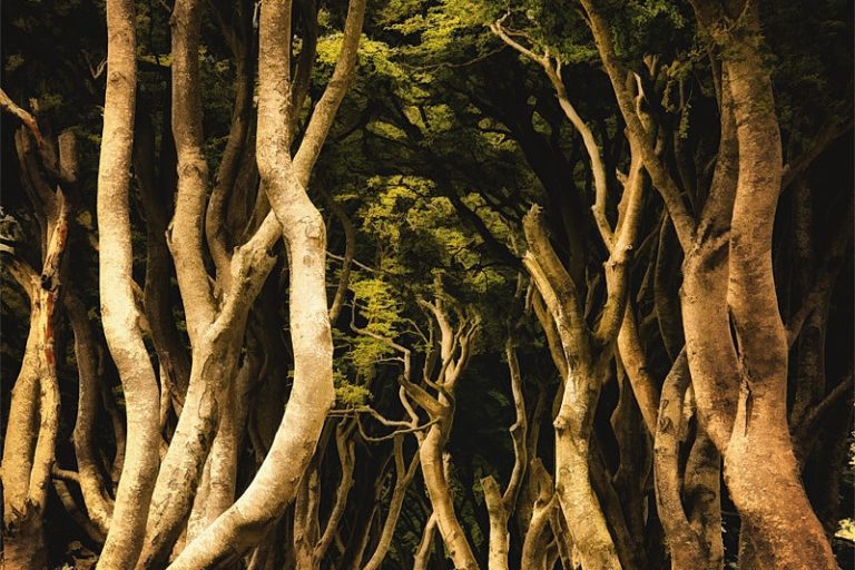 Inner Obsession Dark Hedges - Irlande