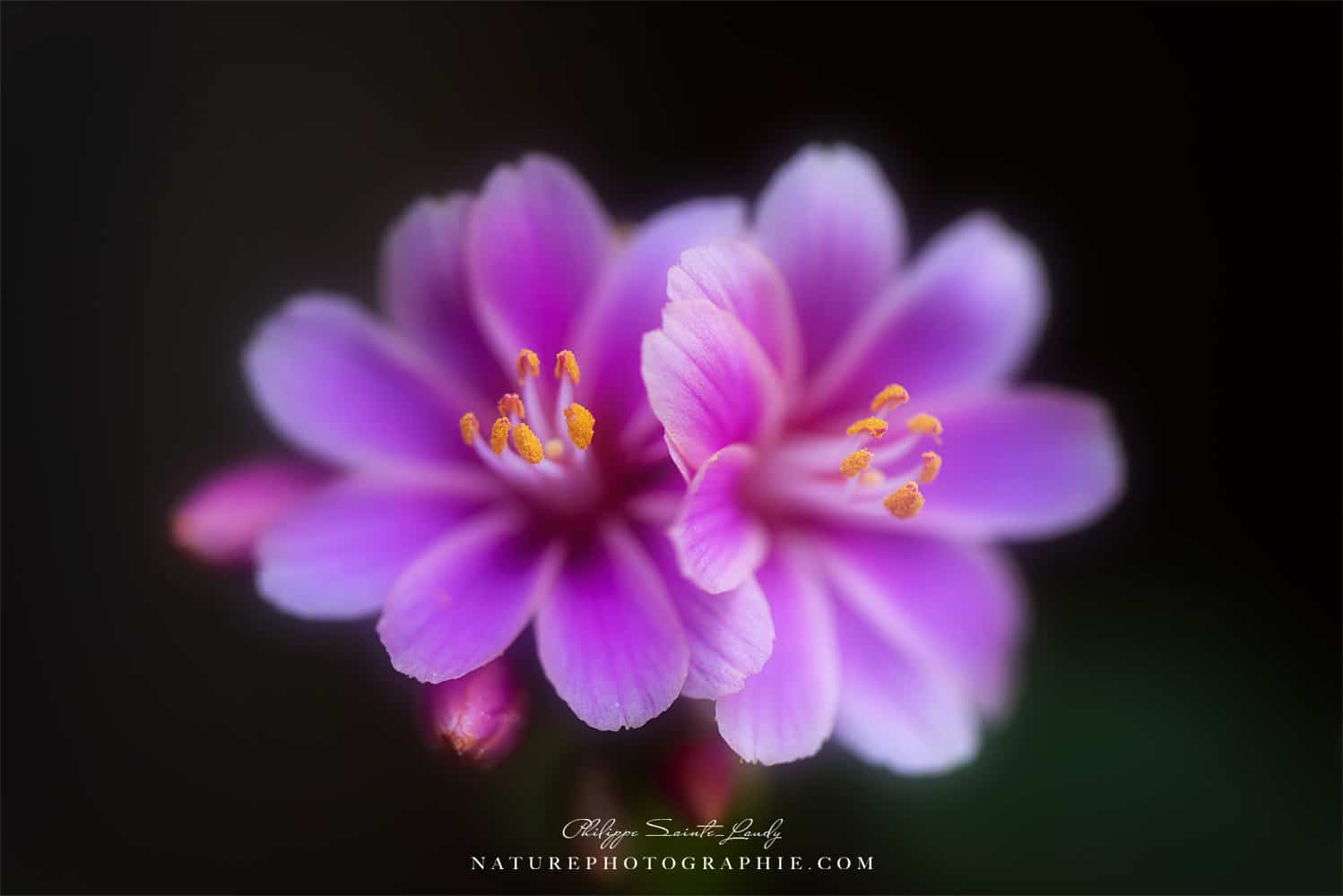 Macro de fleurs du jardin