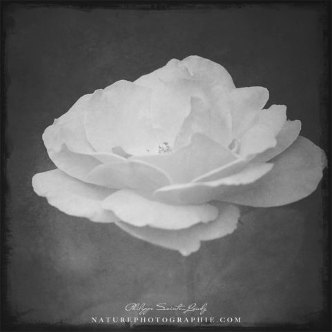 Rose en noir et blanc