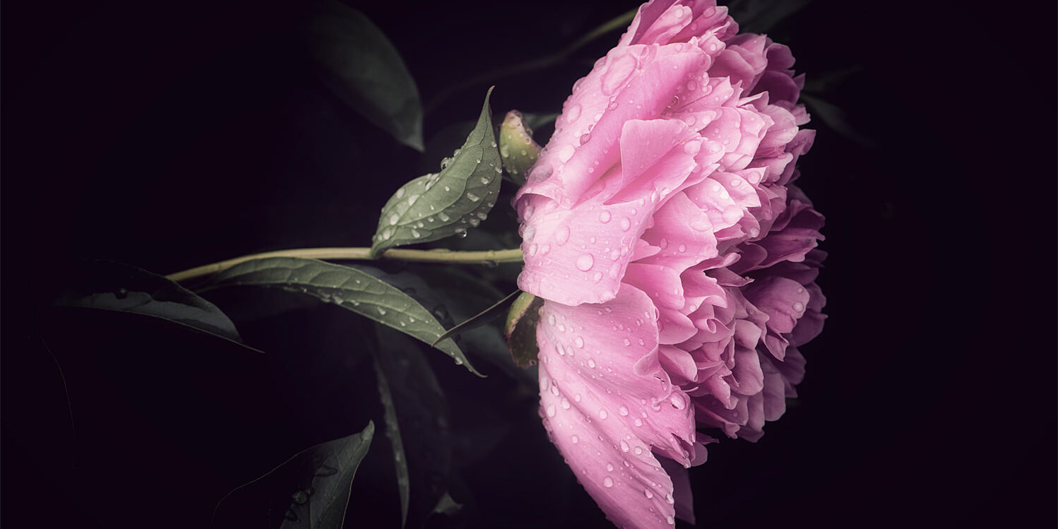 No Hesitation Pivoine en fleur avec des gouttes de rosée sur fond noir
