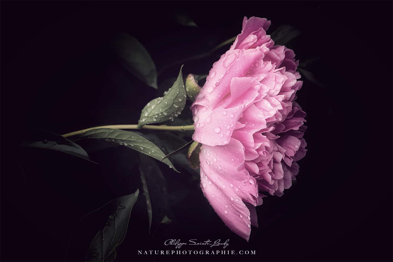 Pivoine en fleur avec des gouttes de rosée sur fond noir