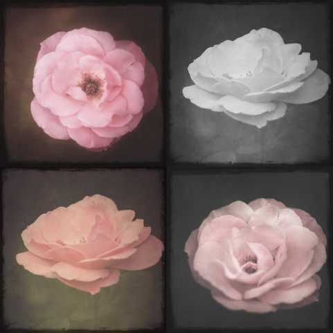 Photo de roses en gros plan