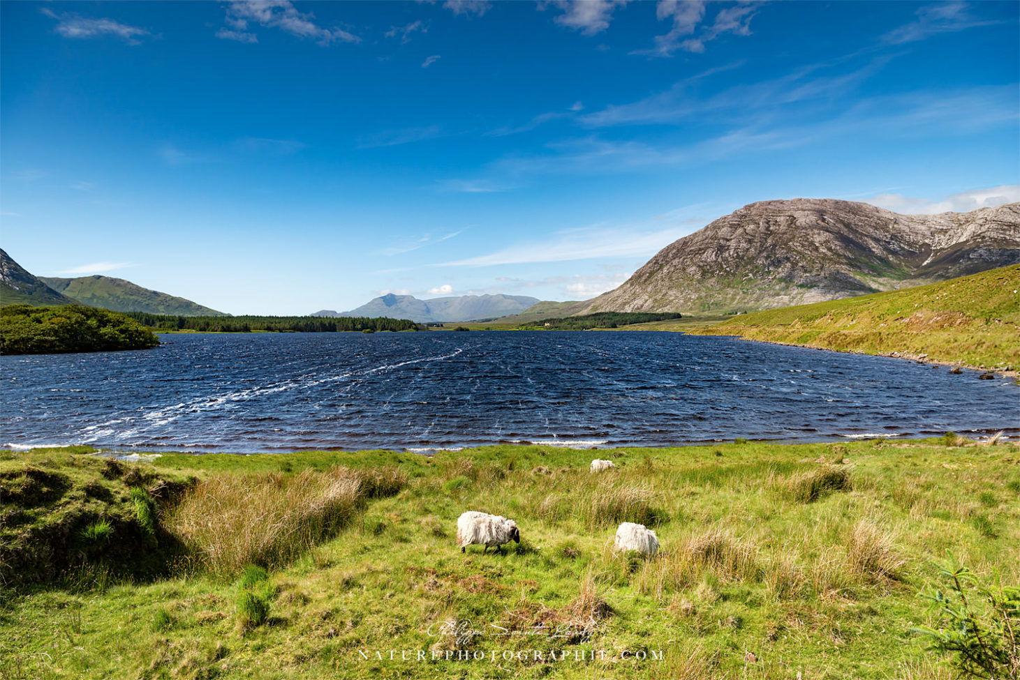 The Sheep of Connemara