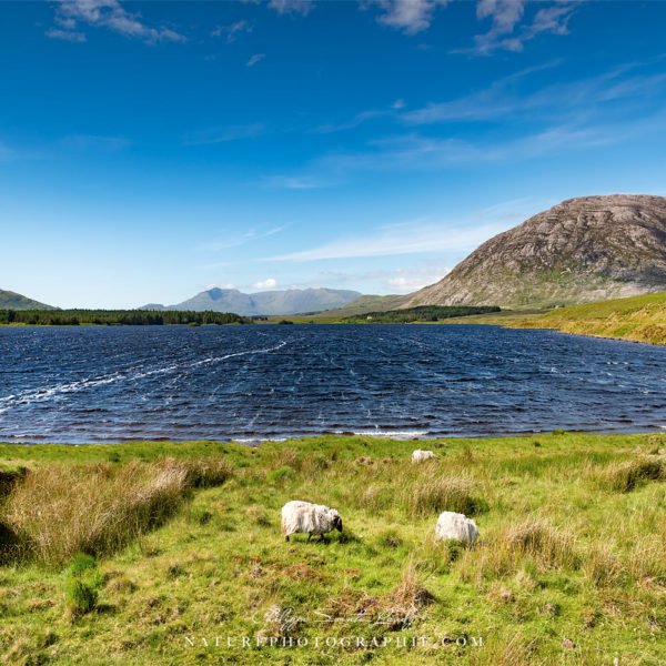 The Sheep of Connemara