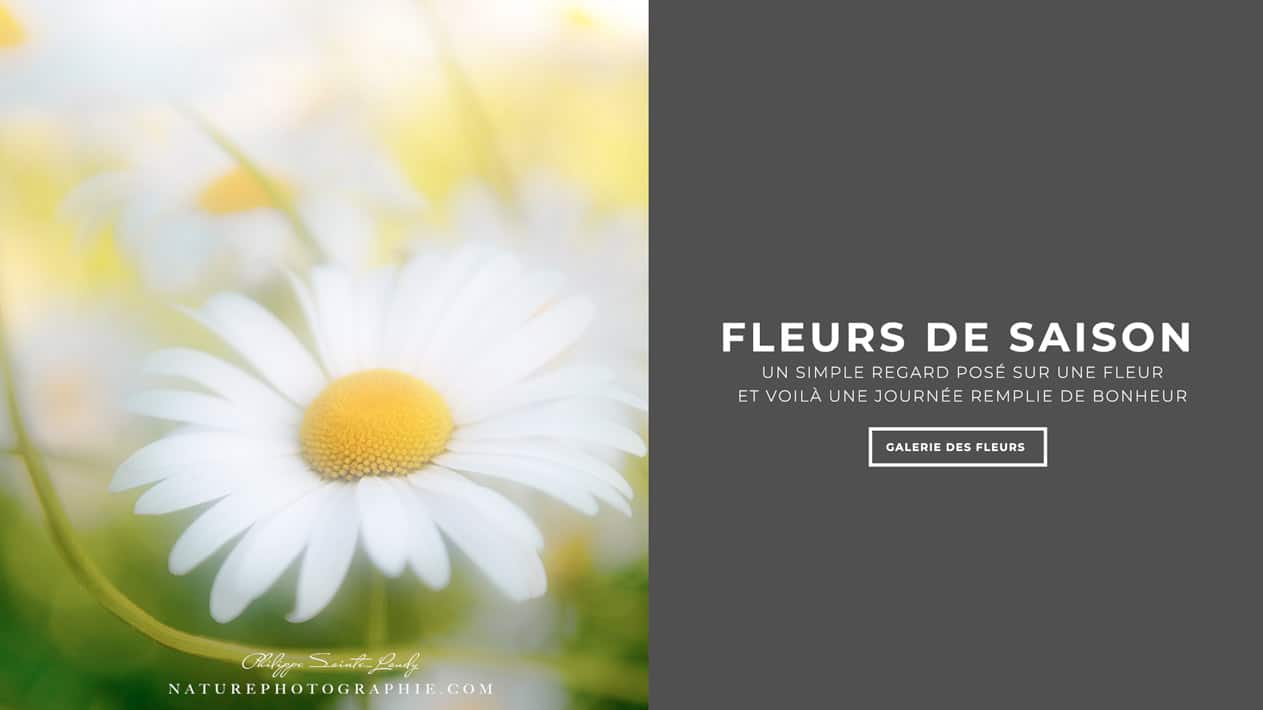 Fleurs dans la galerie