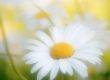 Marguerite
