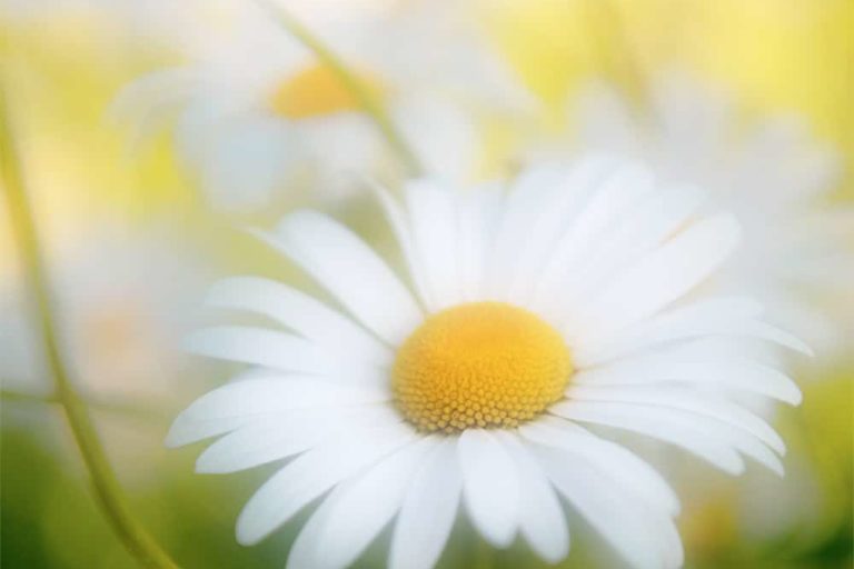 Marguerite