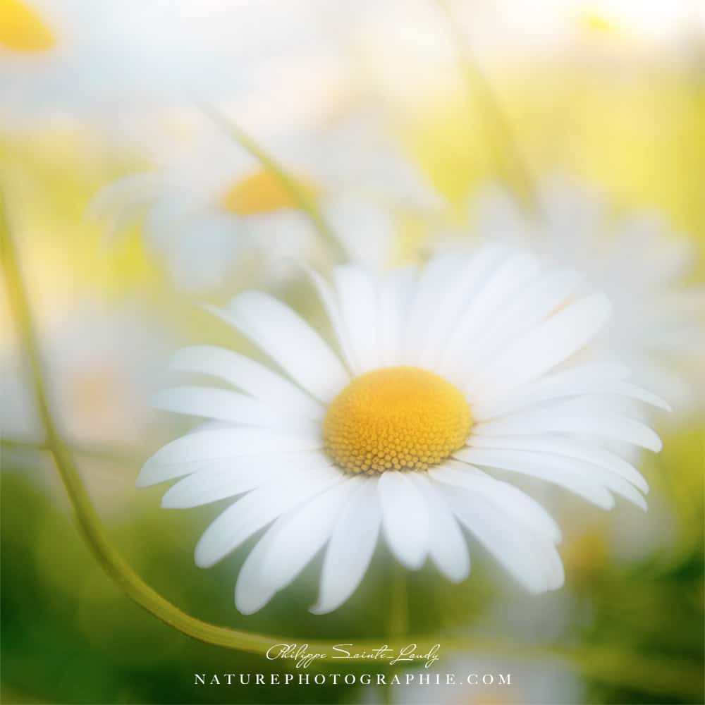 Marguerite