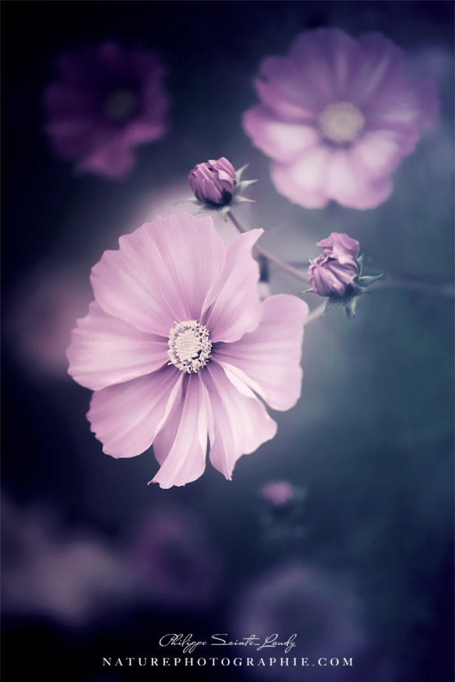 I Put A Spell On You