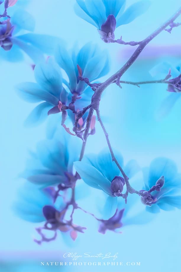 Style Magnolias-Blues