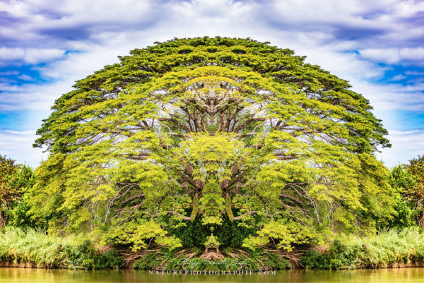 The Majestic Tree The Majestic Tree