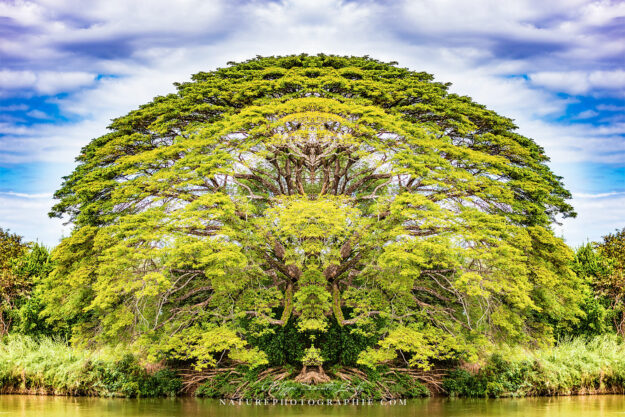 The Majestic Tree