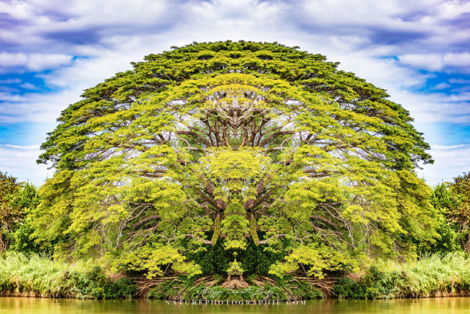 The Majestic Tree The Majestic Tree