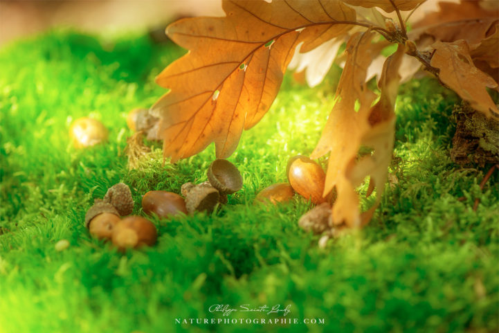 Premières traces d'automne