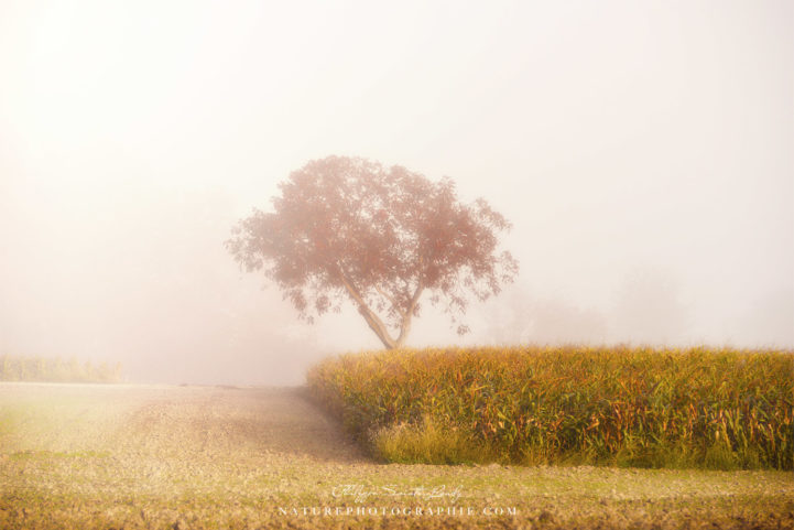 Un arbre dans la brume