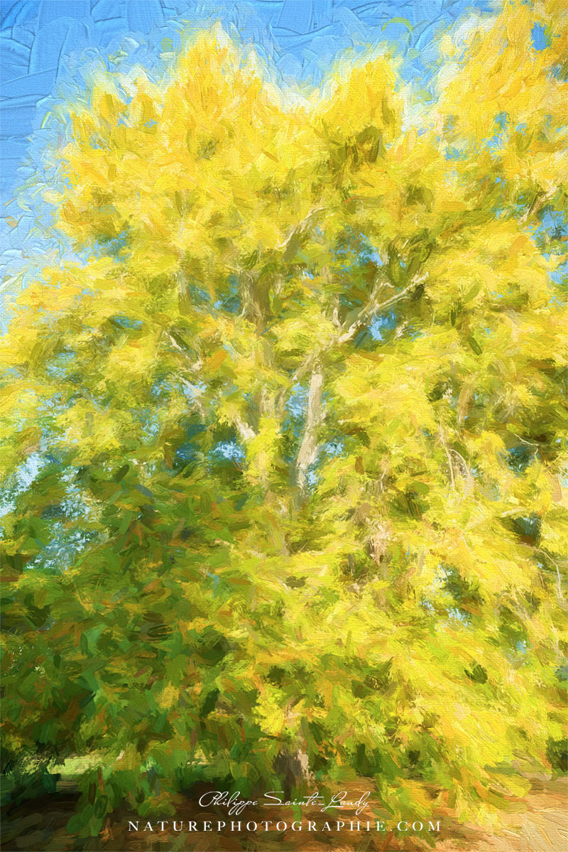 Arbre Jaune