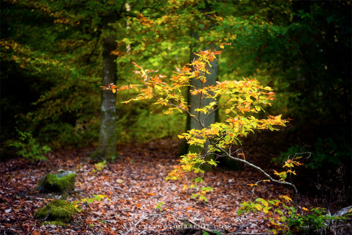 Arbuste en Sous-Bois