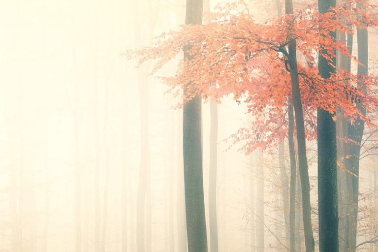 Couleurs d'automne en forêt