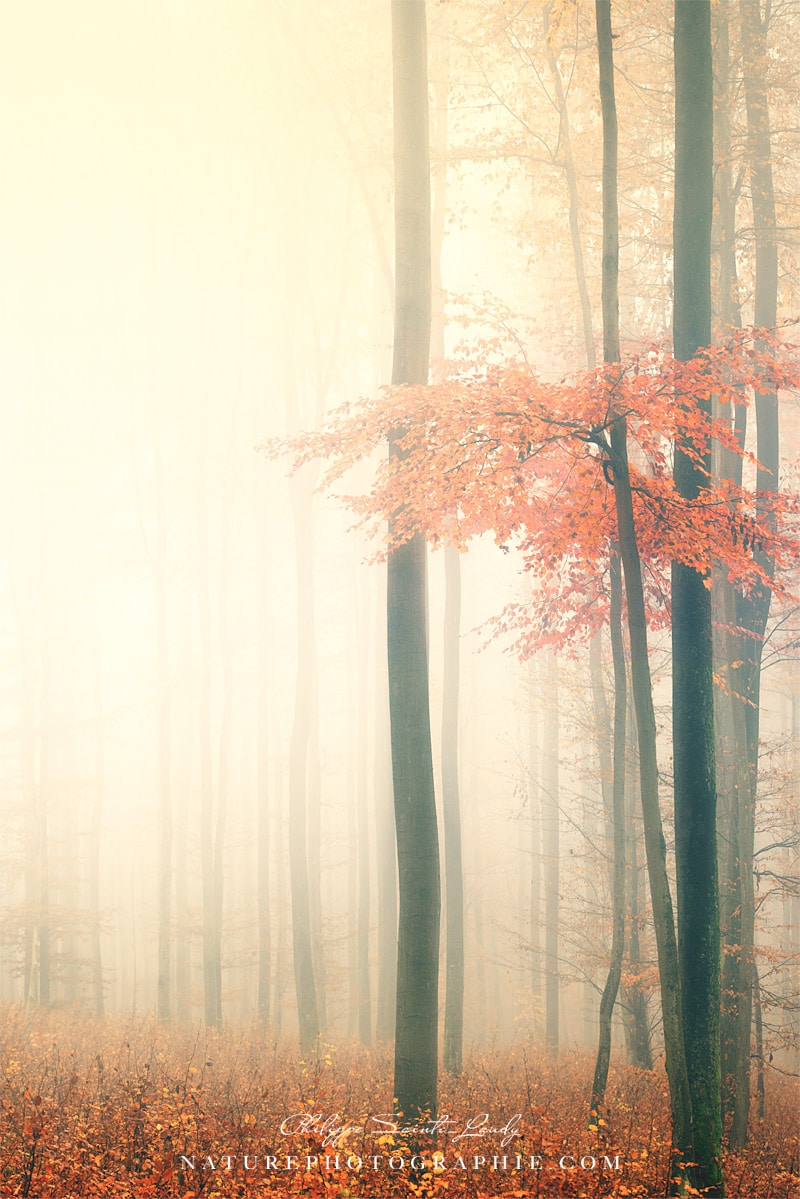 Couleurs d'automne en forêt