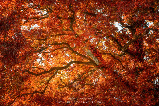 Automne et couleur de chêne Automne et couleur de chêne