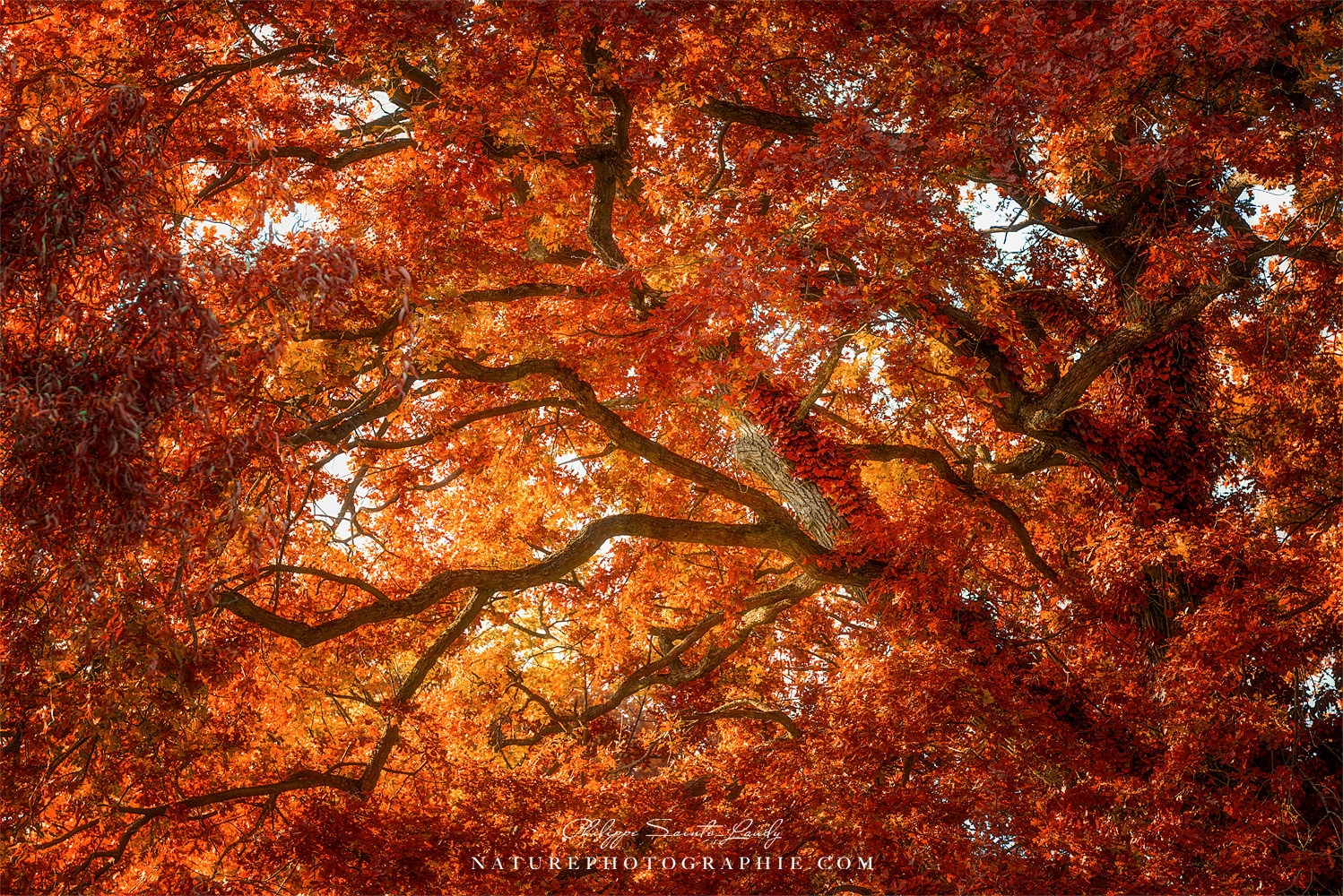 Automne et couleur de chêne